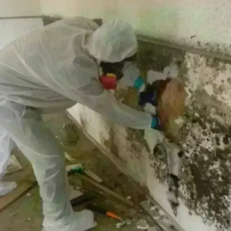 Mold Remediation and Removal in Clarks, LA